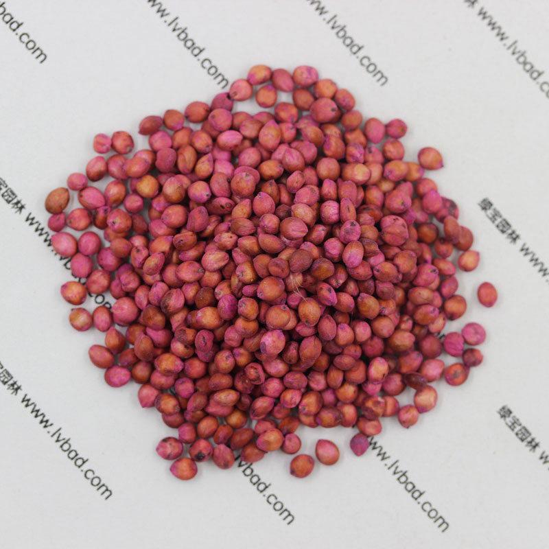 <a href='http://www.hn123.net.cn/mucaozhongzi/4.html' target='_blank'>高丹草</a><a href='http://www.hn123.net.cn/' target='_blank'>種子</a>