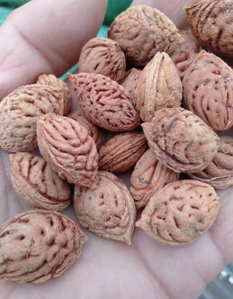<a href='http://www.hn123.net.cn/guoshuzhongzi/1877.html' target='_blank'>毛桃種子</a>