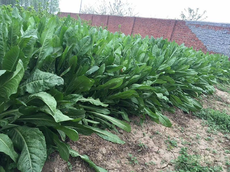 豬喜歡吃的葉菜類牧草