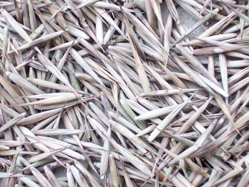 竹子<a href='http://www.hn123.net.cn/' target='_blank'>種子</a>