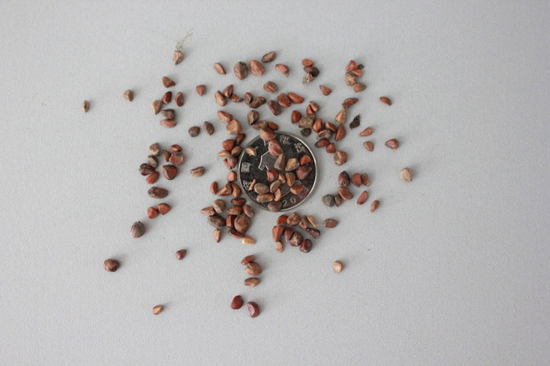 <a href='http://www.hn123.net.cn/linmuzhongzi/1700.html' target='_blank'>月季花種子</a>和一元硬幣對比圖片
