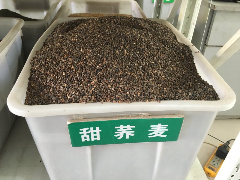 蕎麥<a href='http://www.hn123.net.cn/' target='_blank'>種子</a>