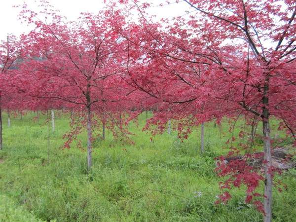 <a href='http://www.hn123.net.cn/linmuzhongzi/1726.html' target='_blank'>日本紅楓</a>--長景園林
