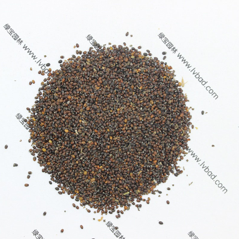 薄荷<a href='http://www.hn123.net.cn/' target='_blank'>種子</a>