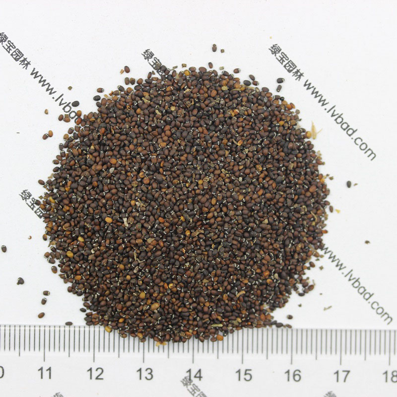 薄荷<a href='http://www.hn123.net.cn/' target='_blank'>種子</a>