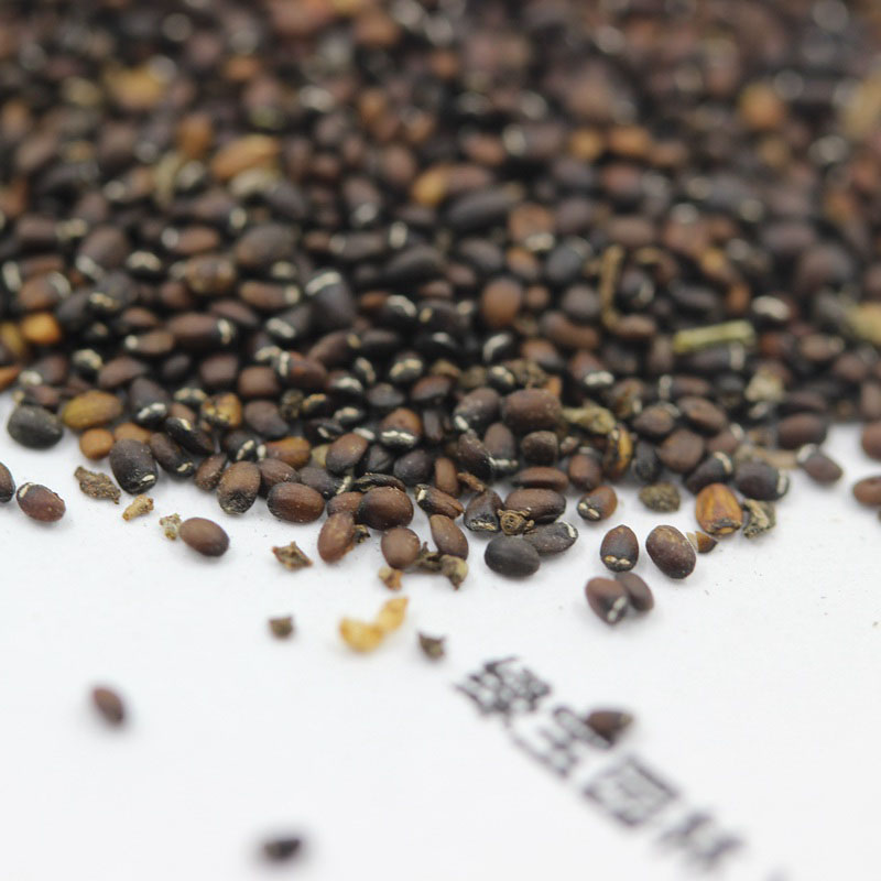 <a href='http://www.hn123.net.cn/caohuazhongzi/1023.html' target='_blank'>薄荷種子</a>