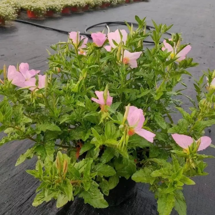 美麗月見草杯苗容器苗