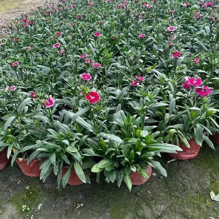 美國<a href='http://www.hn123.net.cn/caohuazhongzi/97045.html' target='_blank'>石竹</a>杯苗容器苗