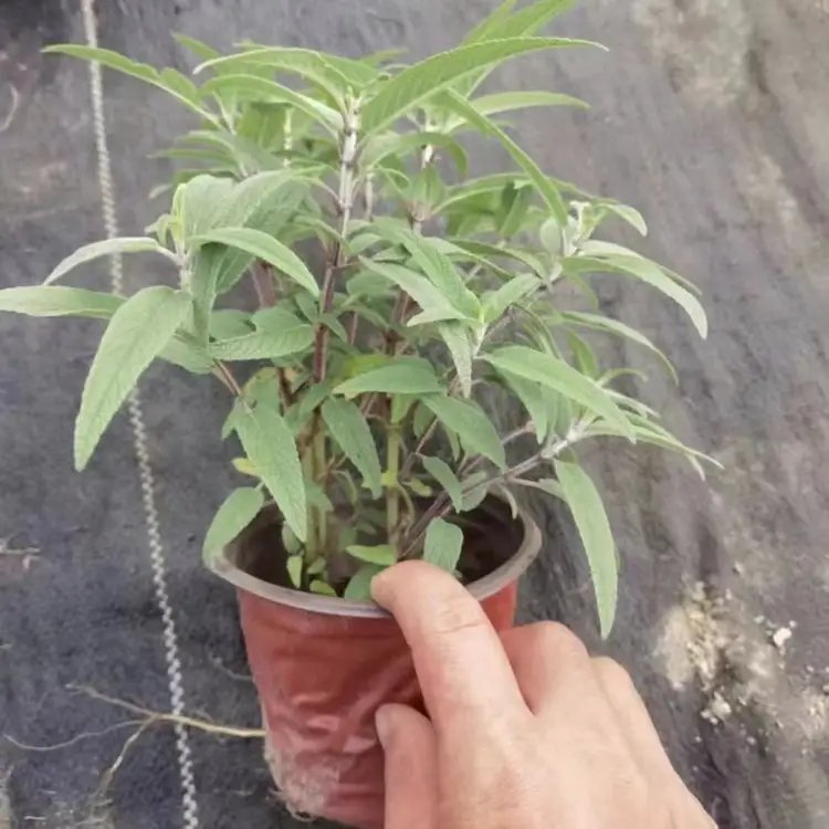 墨西哥<a href='http://www.hn123.net.cn/caohuazhongzi/1626.html' target='_blank'>鼠尾草</a>杯苗容器苗