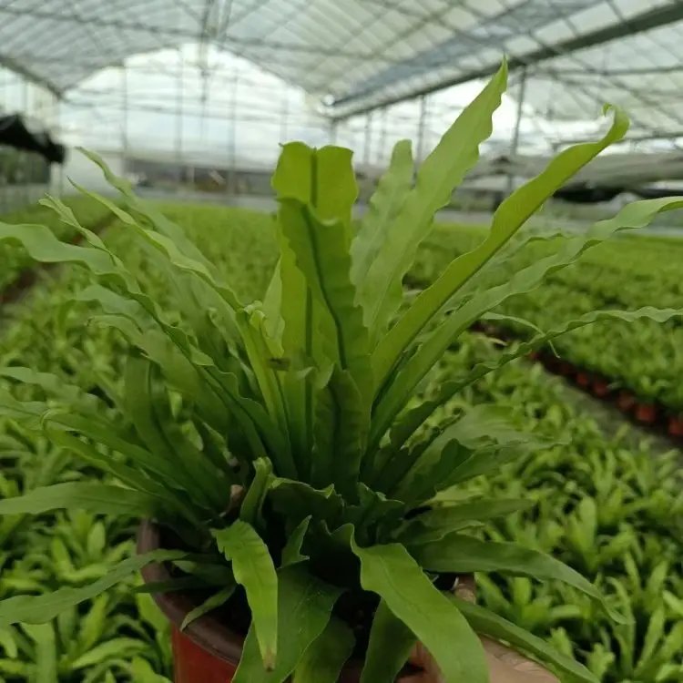 鳥巢蕨杯苗容器苗