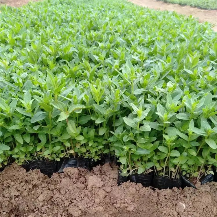 千屈菜杯苗容器苗