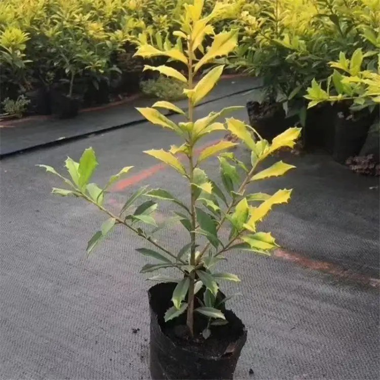 黃金枸骨杯苗容器苗