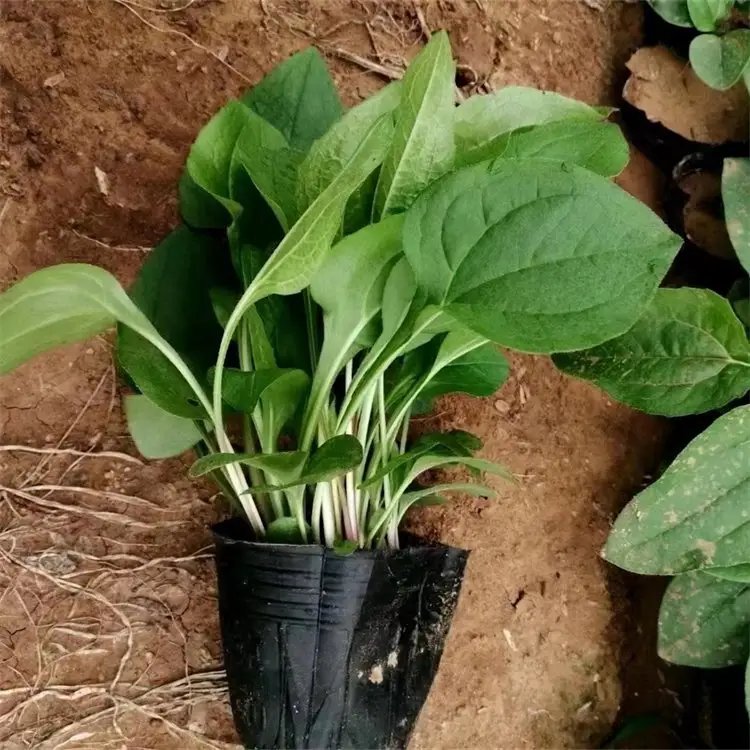 松果菊杯苗容器苗