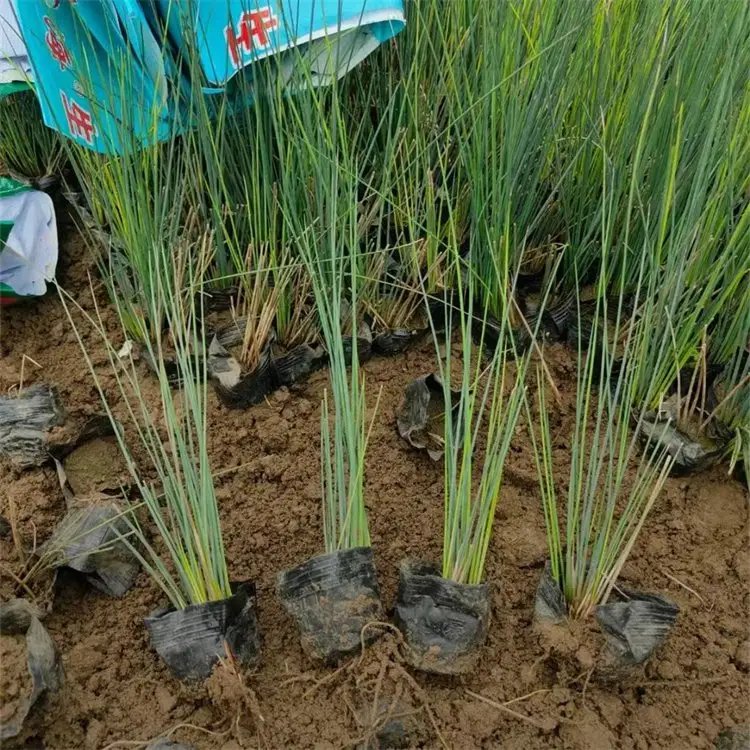燈心草杯苗容器苗