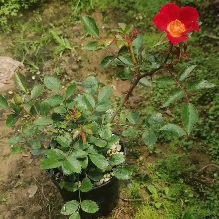 微型月季杯苗容器苗