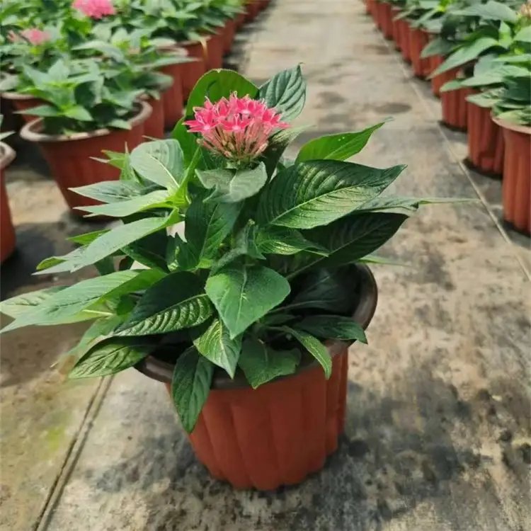五星花杯苗容器苗