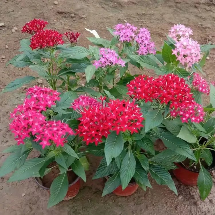 五星花杯苗容器苗