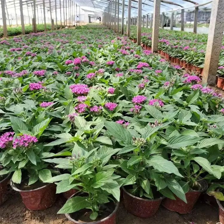 五星花杯苗容器苗