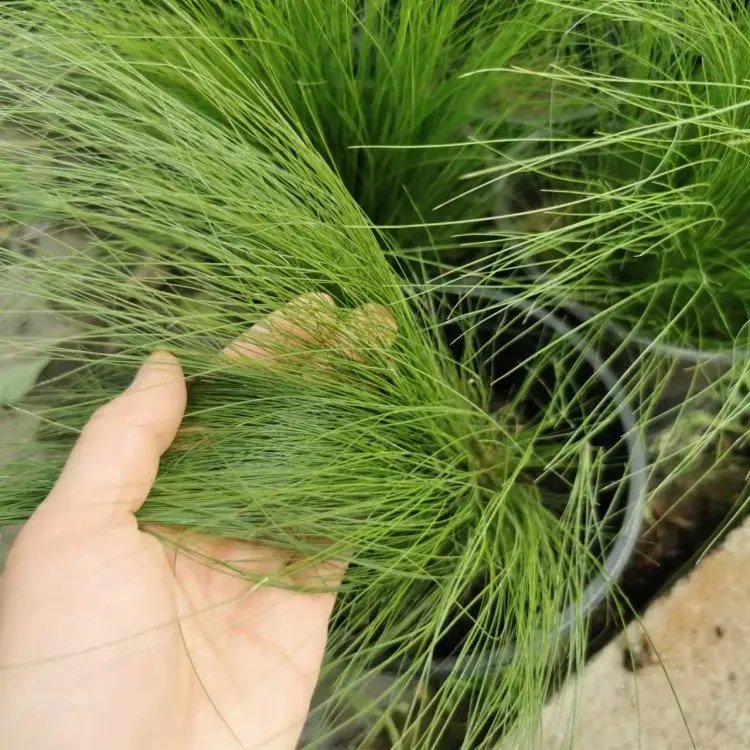 細(xì)葉針茅杯苗容器苗