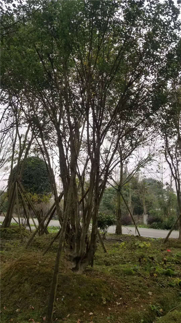 叢生<a href='http://www.hn123.net.cn/linmuzhongzi/1781.html' target='_blank'>五角楓</a>基地實(shí)拍圖