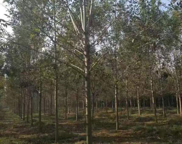 白臘樹圖片<a href='http://www.hn123.net.cn/linmuzhongzi/1712.html' target='_blank'>白蠟</a>基地實(shí)拍
