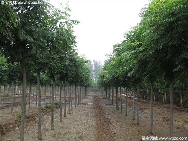 江蘇沭陽<a href='http://www.hn123.net.cn/linmuzhongzi/1745.html' target='_blank'>黃山欒樹</a>種植基地