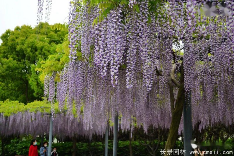日本長穗熊野<a href='http://www.hn123.net.cn/linmuzhongzi/1806.html' target='_blank'>紫藤</a>日系