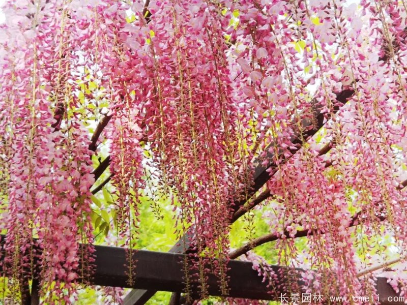 阿知<a href='http://www.hn123.net.cn/linmuzhongzi/1806.html' target='_blank'>紫藤</a>粉色日系<a href='http://www.hn123.net.cn/tengbenpanyuanzhiwu/3418.html' target='_blank'>紫藤花</a>